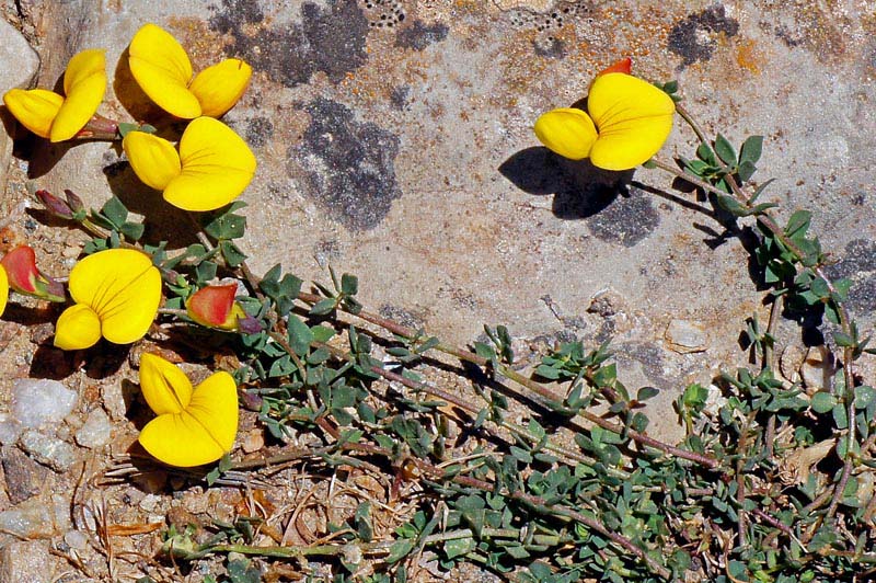 Lotus corniculatus subsp. alpinus / Ginestrino alpino